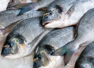 Brasil produz 758 mil toneladas de peixes em 2019