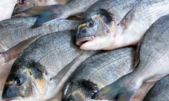 Brasil produz 758 mil toneladas de peixes em 2019