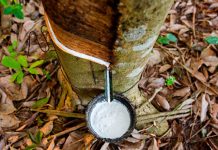 Presidência da Abrabor é transferida para cooperativa capixaba