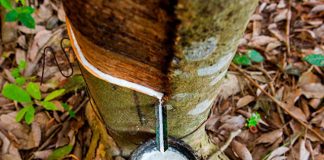 Presidência da Abrabor é transferida para cooperativa capixaba