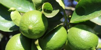 Polo de limão começa a dar frutos em Linhares e conquista mercado regional