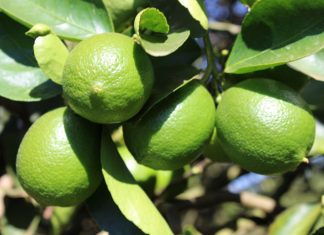 Polo de limão começa a dar frutos em Linhares e conquista mercado regional