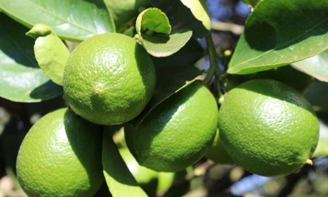 Demanda aquecida elevam preços do limão tahiti