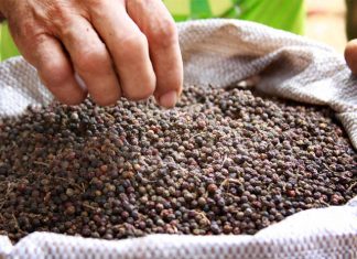 Espírito Santo se consolida no topo da produção nacional de pimenta-do-reino