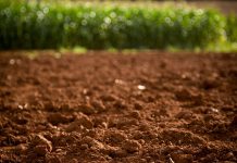 Mapa lidera programa para ampliar conhecimento do solo brasileiro