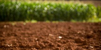 Mapa lidera programa para ampliar conhecimento do solo brasileiro