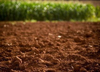 Mapa lidera programa para ampliar conhecimento do solo brasileiro