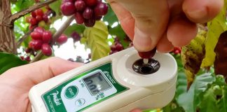 O ponto ideal de colheita do café vai além da cor