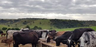 Cuidados que devem ser tomados ao adquirir uma propriedade rural