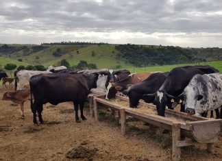 Cooperativa oferece recursos para produção de silagem