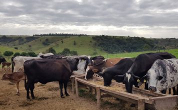 Cooperativa oferece recursos para produção de silagem