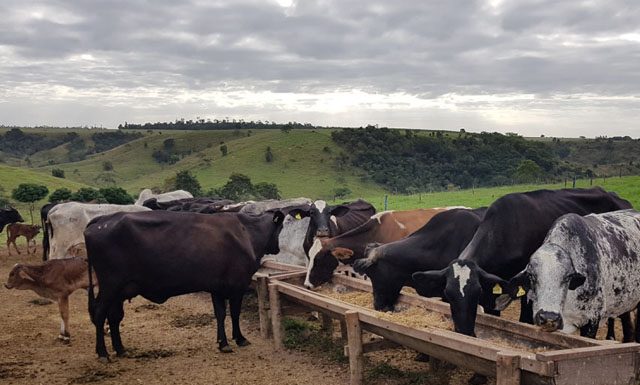 Cooperativa oferece recursos para produção de silagem