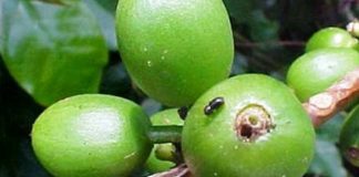 Alternativas para o controle da broca-do-café