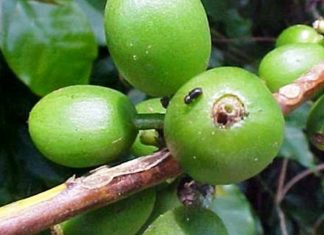 Alternativas para o controle da broca-do-café