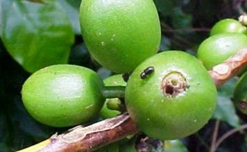 Alternativas para o controle da broca-do-café