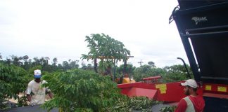 Clima favorece e colheita do robusta no ES chega a 50% do total