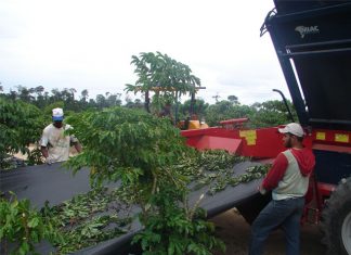 Clima favorece e colheita do robusta no ES chega a 50% do total