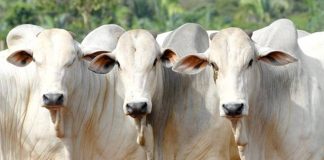 Exposerra: Feira do Produtor Rural terá gastronomia, atrações musicais e fazendinha