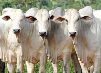 Brasil se torna livre de febre aftosa sem vacinação