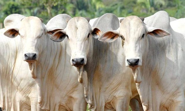 Exposerra: Feira do Produtor Rural terá gastronomia, atrações musicais e fazendinha