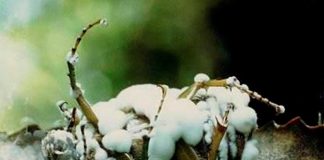 Mapa faz consulta pública sobre uso de produtos biológicos e microbiológicos