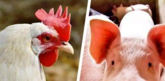 Governo retira ICMS de importação de grãos e muda regras para entrada de carne