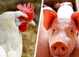 Governo retira ICMS de importação de grãos e muda regras para entrada de carne