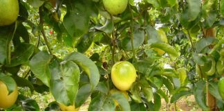 Capacitação on-line sobre cultivo do maracujá