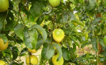Capacitação on-line sobre cultivo do maracujá