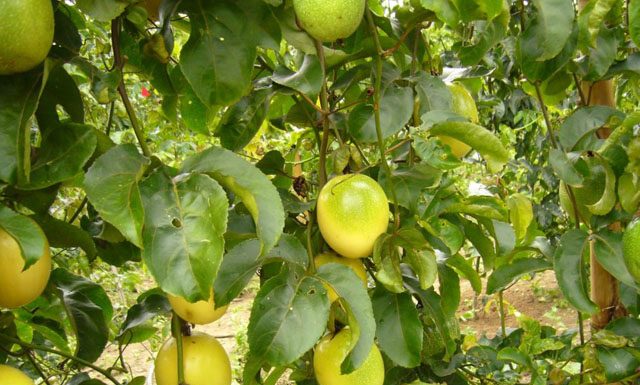 Capacitação on-line sobre cultivo do maracujá