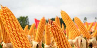 Imposto de importação para milho e soja é suspenso até o fim do ano