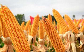 Imposto de importação para milho e soja é suspenso até o fim do ano