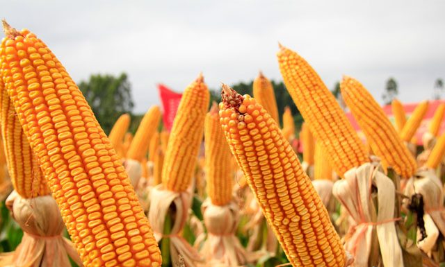 Imposto de importação para milho e soja é suspenso até o fim do ano