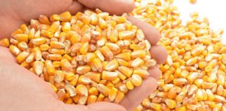 Quase 900 mil quilos de milho disponíveis para atender pequenos produtores capixabas