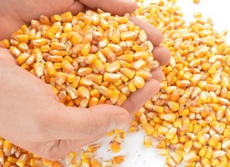 Índice do Cepea mostra queda de 13% no preço ao produtor agropecuário no 1º semestre