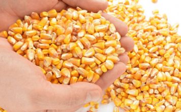 Quase 900 mil quilos de milho disponíveis para atender pequenos produtores capixabas