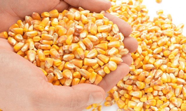 Quase 900 mil quilos de milho disponíveis para atender pequenos produtores capixabas