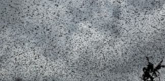 Monitoramento indica que nuvem de gafanhotos não entrou no Brasil