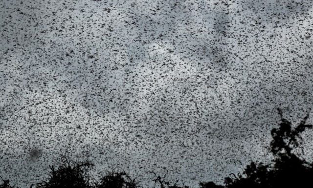 Monitoramento indica que nuvem de gafanhotos não entrou no Brasil