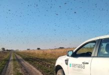 Gafanhotos: governo declara emergência fitossanitária no RS e em SC