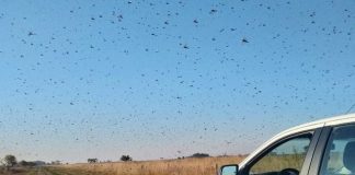 Gafanhotos: governo declara emergência fitossanitária no RS e em SC