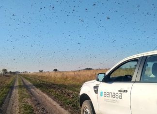 Gafanhotos: governo declara emergência fitossanitária no RS e em SC