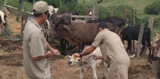 Idaf alerta para últimos dias da campanha de vacinação contra febre aftosa