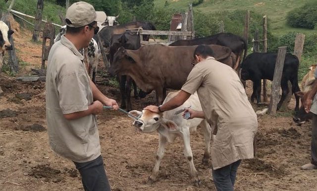 Fepsa e Faes orientam sobre os últimos dias de vacinação contra febre aftosa