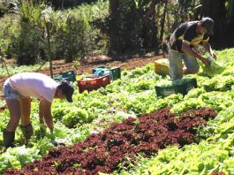 Mapa publica requisitos e procedimentos para inscrição no Cadastro Nacional da Agricultura Familiar (CAF)
