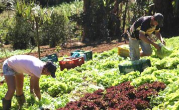 Senado aprova auxílio financeiro para agricultores familiares