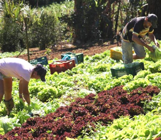 Senado aprova auxílio financeiro para agricultores familiares