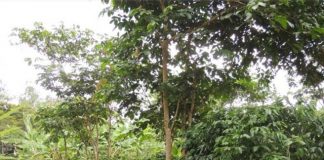 Instituto estuda implantação de unidades de pesquisa sobre café arborizado