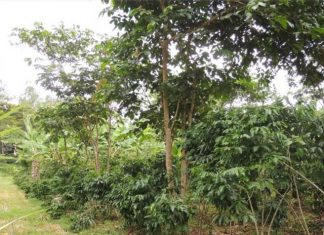 Instituto estuda implantação de unidades de pesquisa sobre café arborizado