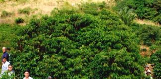 Sebrae/ES promove Seminário sobre Sucessão Rural Familiar no ES